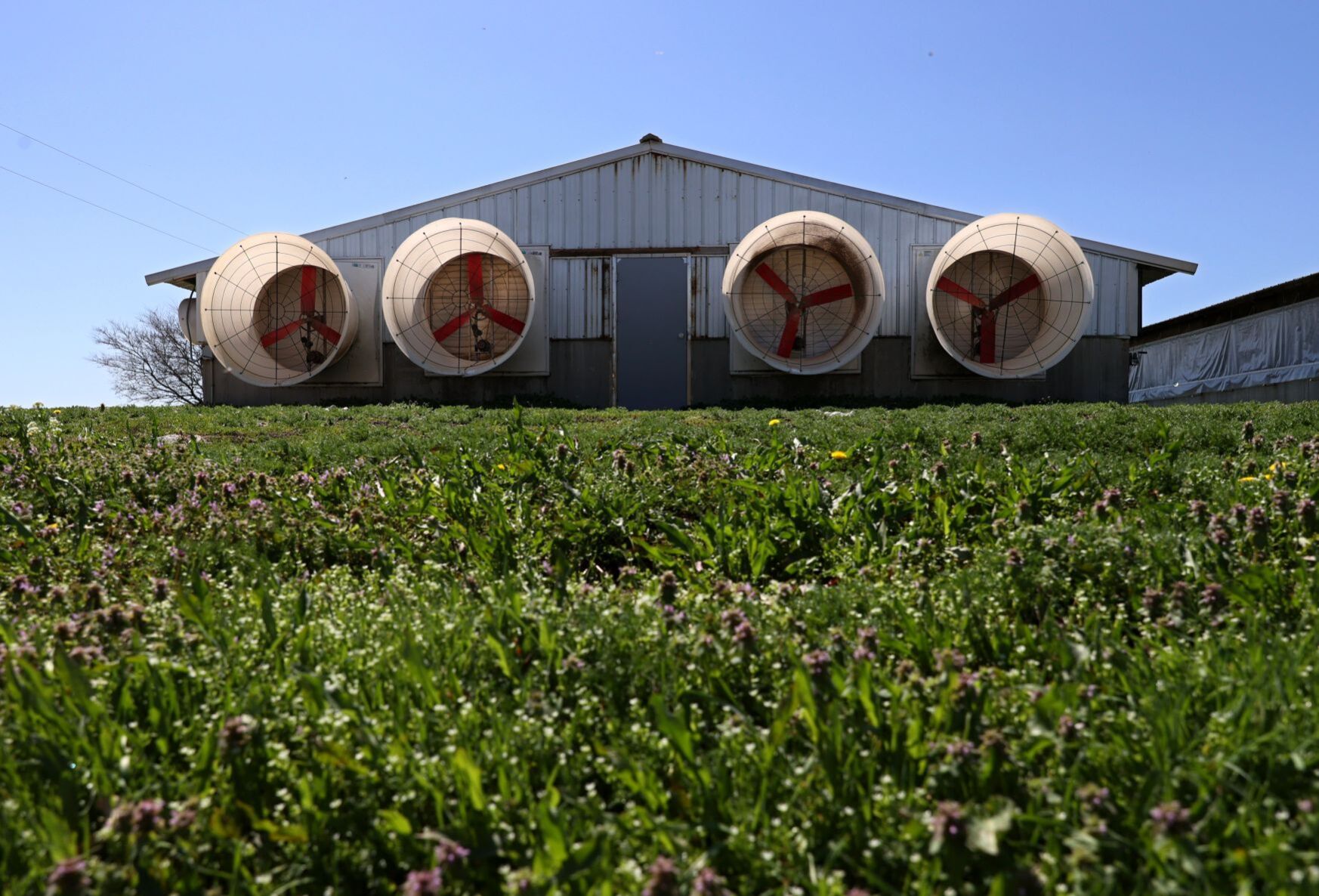 Waste lagoon breaches at Missouri hog farms